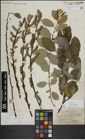Foto von Salix myrsinifolia Salisb.